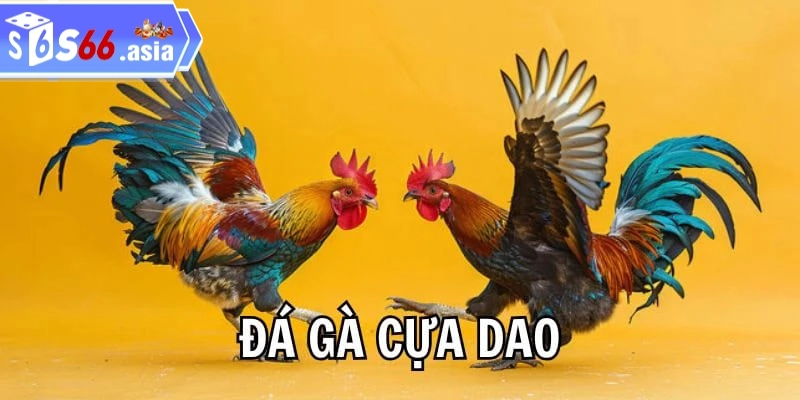Sức hấp dẫn của đá gà cựa dao