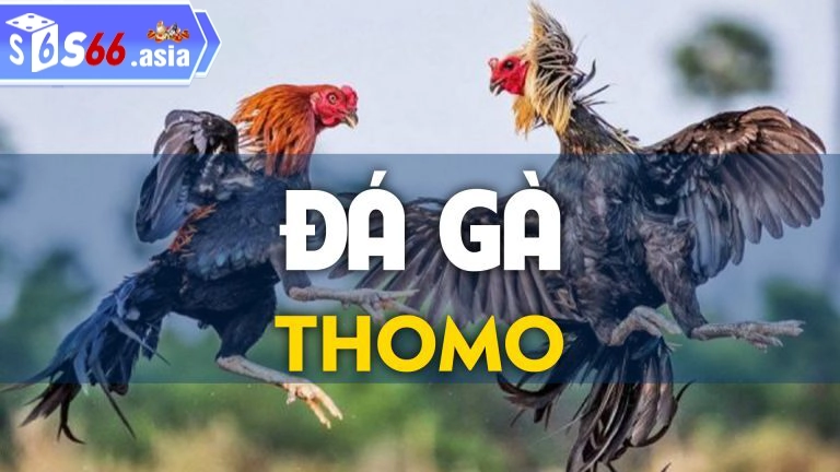 Bí quyết cược đá gà thomo hiệu quả