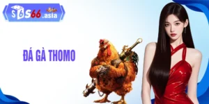 Sân Chơi Đá Gà THOMO Kịch Tính Thu Hút Hàng Triệu Người Đam Mê
